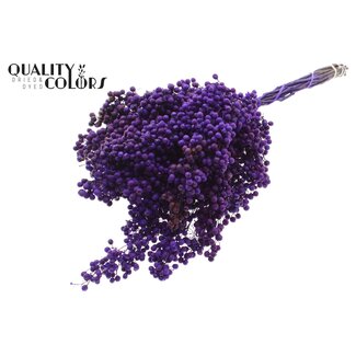 QC Dried Pepper Berries Picks | Colour: Purple | Schinus Dried Decoration | Weight ± 170 grams | Per 5 bunches