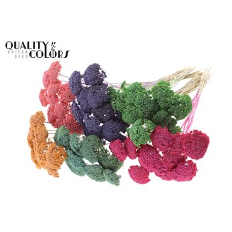 QC Small Achillea on stem | Colour: Frosted Mixed Colours | Length with stick ± 60 centimetres | 150 stems per bunch