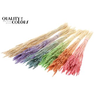 QC Dried Wheat | Colour: Frosted Intense Mixed Colours | Triticum Dried Flowers | Length ± 60 centimetres | Weight 100 grams | Per 6 bunches