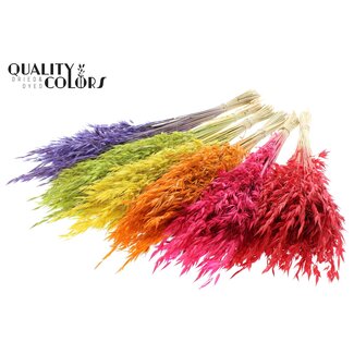 QC Gedroogde Wilde Haver | Kleur: Gemengde Kleuren | Wilde Avena Droogbloemen | Lengte ± 70 centimeter | Gewicht 100 gram | Per 6 bossen
