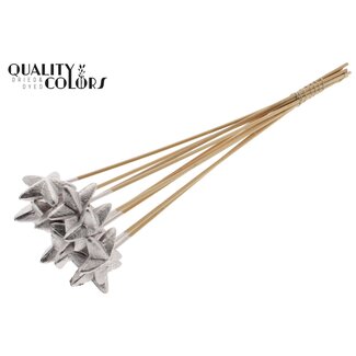 QC Styro Star flat type on stem Champagne