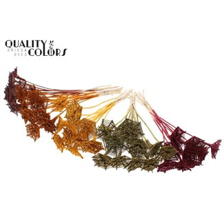 QC Rattan Lata Horizontal Spiderweb on Stick “Pumpkin Mix” | Colour: Mixed Colours | Lata Spiderweb Flat Plant Stake | Length ± 50 centimetres | 50 plant stakes per bunch