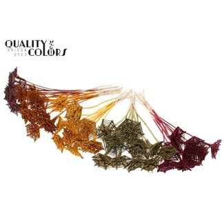 QC Rotan Lata horizontaal Spinnenweb op stok “Pumpkin Mix” | Kleur: Gemengde Kleuren | Lata Spiderweb platte Bijsteker | Lengte ± 50 centimeter | 50 bijstekers per bos