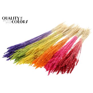 QC Gedroogde Tarwe | Kleur: Intens Gemengde Kleuren | Triticum Droogbloemen | Lengte ± 60 centimeter | Gewicht 100 gram | Per 6 bossen