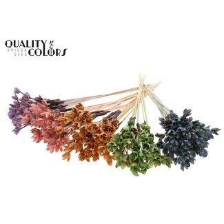 QC Bowls on Stick | Colour: Mixed Pastel Colours | Beech Nut Seed Pod Pick | Length ± 50 centimetres | 50 picks per bunch