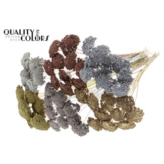 QC Kleine Achillea op steel | Kleur: Metallic Gemengde Kleuren | Lengte bijsteker ± 60 centimeter | 150 stelen per bos