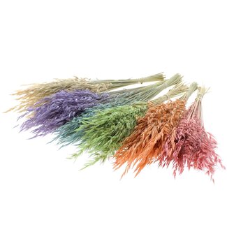 QC Gedroogde Wilde Haver | Kleur: Frosted Gemengde Kleuren | Wilde Avena Droogbloemen | Lengte ± 70 centimeter | Gewicht 100 gram | Per 6 bossen
