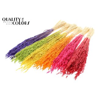 QC Gedroogde Haver | Kleur: Intens Gemengde Kleuren | Avena droogbloemen | Lengte ± 60 centimeter | Gewicht 200 gram | Per 6 bossen