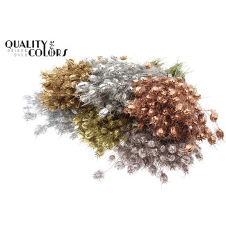 QC Gedroogd Juffertje-in-het-groen | Metallic Mix | Kleur: Gemengde Kleuren | Nigella Droogbloemen | Lengte ± 45 centimeter | Gewicht 150 gram | Per bos