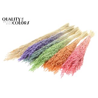 QC Gedroogde Haver | Kleur: Frosted Intens Gemengde Kleuren | Avena droogbloemen | Lengte ± 60 centimeter | Gewicht 200 gram | Per 6 bossen