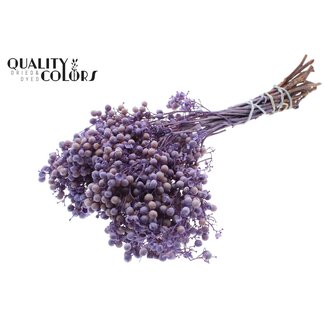QC Gedroogde Peperbessen Bijstekers | Kleur: Frosted Milkapaars | Schinus Droogdecoratie | Gewicht ± 170 gram | Per 5 bossen