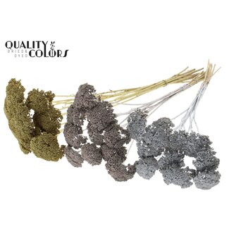 QC Small Achillea on stem | Wedding Mix | Colour: Mixed Colours | Length including stick ± 60 centimetres | 150 stems per bunch