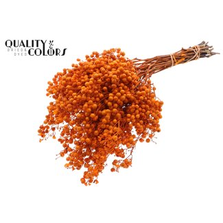 QC Gedroogde Peperbessen Bijstekers | Kleur: Oranje | Schinus Droogdecoratie | Gewicht ± 170 gram | Per 5 bossen