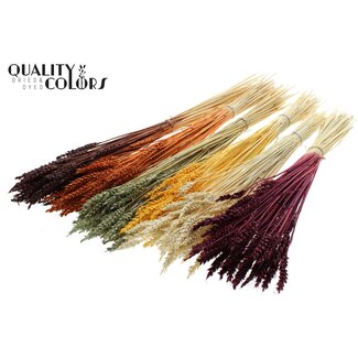 QC Gedroogde Tarwe | Pumpkin Mix | Kleur: Gemengde Kleuren | Triticum Droogbloemen | Lengte ± 60 centimeter | Gewicht 100 gram | Per 6 bossen