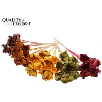 QC Dried Palm Cup on stem | Pumpkin Mix | Colour: Mixed Colours | Length ± 50 centimetres | Per 50 stems