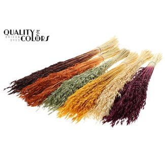 QC Dried Oats | Pumpkin Mix | Colour: Mixed Colours | Avena dried flowers | Length ± 60 centimetres | Weight 200 grams | Per 6 bunches