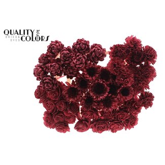 QC Shola Houten Bloemenmix op stok | Kleur: Bordeauxrood | Shola Flower Mix Bijsteker| Lengte bijsteker ± 50 centimeter | Per 50 bijstekers