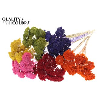 QC Kleine Achillea op steel | Kleur: Gemengde Kleuren | Lengte bijsteker ± 60 centimeter | 150 stelen per bos