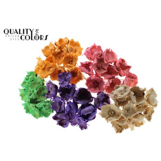 QC Gedroogde Palm Cup op steel | Kleur: Gemengde Intense Kleuren Frosted | Lengte ± 50 centimeter | Per 50 stelen