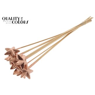 QC Styrofoam Ster op stok | Kleur: Koperkleurig | Styro Ster platte Bijsteker | Lengte ± 50 centimeter | Per 50 bijstekers