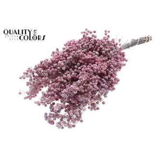 QC Gedroogde Peperbessen Bijstekers | Kleur: Frosted Wit | Schinus Droogdecoratie | Gewicht ± 170 gram | Per 5 bossen