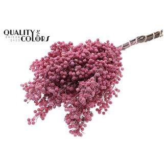 QC Gedroogde Peperbessen Bijstekers | Kleur: Frosted Roze | Schinus Droogdecoratie | Gewicht ± 170 gram | Per 5 bossen
