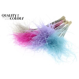 QC Gedroogd Stipa Vedergras | Soft Galaxy Mix | Kleur: Gemengde Kleuren | Stypha Penata Droogbloemen | Lengte ± 60 centimeter | 10 pluimpjes per bos | Per 10 bossen