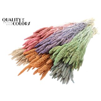 QC Gedroogde Trosgierst | Kleur: Frosted Intens Gemengde Kleuren | Gierst Droogbloemen | Lengte ± 70 centimeter | Gewicht 200 gram | Per 6 bossen