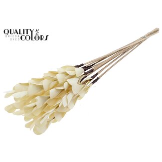 QC Dried Palm Wood on Stem | Colour: Natural | Palm Pine Stick | Length ± 50 centimetres | Per 50 sticks