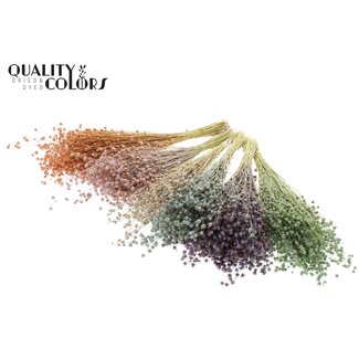 QC Dried Lino Flax | Colour: Frosted Mixed Colours | Linum Dried Flowers | Length ± 50 centimetres | Weight 150 grams | Per 6 bunches