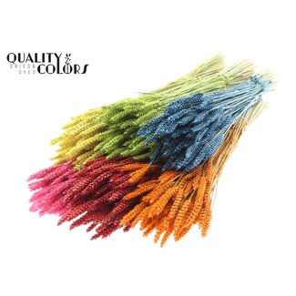 QC Gedroogde Tarwe | Kleur: Gemengde Kleuren | Triticum Droogbloemen | Lengte ± 60 centimeter | Gewicht 220 gram | Per 6 bossen