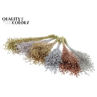 QC Dried Lino Flax | Colour: Metallic Mixed Colours | Linum Dried Flowers | Length ± 50 centimetres | Weight 150 grams | Per 6 bunches