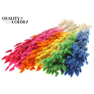 QC Gedroogde Hazenstaartjes Premium | Kleur: Gemengde Kleuren | Lagurus Ovatus droogbloemen | Lengte ± 70 centimeter | Gewicht 100 gram | Per 6 bossen