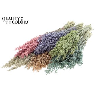 QC Dried Oats | Colour: Frosted Mixed Colours | Avena dried flowers | Length ± 60 centimetres | Weight 250 grams | Per 6 bunches