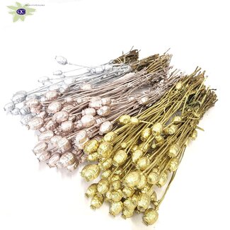 QC Gedroogde Slaapbol | Wedding Mix | Kleur: Gemengde Kleuren | Papaver Somniferum Droogbloemen | Lengte ± 60 centimeter | Gewicht 200 gram | Per 6 bossen