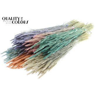 QC Gedroogde Tarwe | Pearl Mix | Kleur: Gemengde Kleuren | Triticum Droogbloemen | Lengte ± 60 centimeter | Gewicht 220 gram | Per 6 bossen