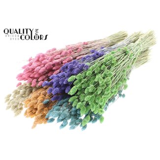 QC Gedroogde Phalaris | Kleur: Frosted Gemengde Kleuren | Kanariegras Droogbloemen | Lengte ± 60 centimeter | Gewicht 220 gram | Per 6 bossen
