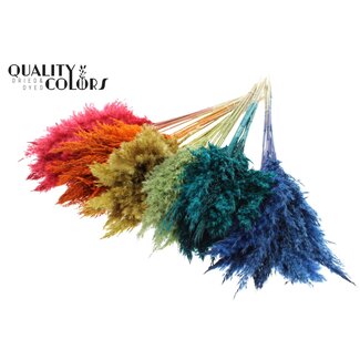 QC Gedroogde Pampas Pluimen | Kleur: Gemengde Kleuren | Pampas Droogbloemen | Lengte ± 70 centimeter | 10 pluimen per bos | Per 6 bossen