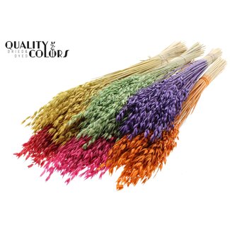 QC Gedroogde Haver Premium | Kleur: Gemengde Kleuren | Avena Premium Droogbloemen | Lengte ± 70 centimeter | Gewicht 200 gram | Per 6 bossen