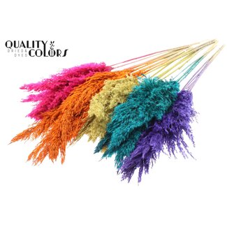 QC Gedroogde Pampas Pluimen | Kleur: Gemengde Kleuren | Pampas Droogbloemen | Lengte ± 100 centimeter | 5 pluimen per bos | Per 10 bossen