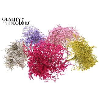 QC Dried Sea Lavender | Colour: Mixed Colours | Limonium Tataricum Dried Flowers | Length ± 30 cm | Weight 45 grams | Per 10 bunches