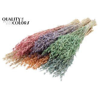QC Dried Oats Premium | Colour: Frosted Mixed Colours | Avena Premium Dried Flowers | Length ± 70 centimetres | Weight 200 grams | Per 6 bunches