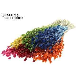 QC Gedroogde Phalaris | Kleur: Gemengde Kleuren | Kanariegras Droogbloemen | Lengte ± 60 centimeter | Gewicht 220 gram | Per 6 bossen