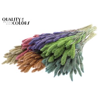 QC Gedroogde Setaria | Frosted Mix | Kleur: Gemengde Kleuren | Setarea droogbloemen | Lengte ± 70 centimeter | Gewicht 210 gram | Per 6 bossen