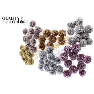 QC Leeuwenstaart op steel | Kleur: Metallic Gemengde Kleuren | Leonotis Leonurus Bijsteker | Lengte ± 50 centimeter | 10 bijstekers per bos | Per 5 bossen