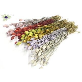 QC Gedroogde Slaapbol | Kleur: Gemengde Kleuren | Papaver Somniferum Droogbloemen | Lengte ± 60 centimeter | Gewicht 200 gram | Per 6 bossen