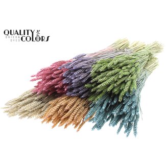 QC Dried Wheat | Colour: Frosted Mixed Colours | Triticum Dried Flowers | Length ± 60 centimetres | Weight 220 grams | Per 6 bunches