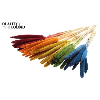 QC Babala of Pearl Millet | Mixed Colours | Colour: Various colours | Length ± 65 centimetres | 10 stems per bunch