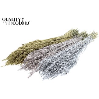 QC Dried Oats | Wedding Mix | Colour: Mixed Colours | Avena dried flowers | Length ± 60 centimetres | Weight 250 grams | Per 6 bunches
