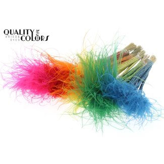 QC Gedroogd Stipa Vedergras | Kleur: Gemengde Kleuren | Stypha Penata Droogbloemen | Lengte ± 60 centimeter | 10 pluimpjes per bos | Per 10 bossen